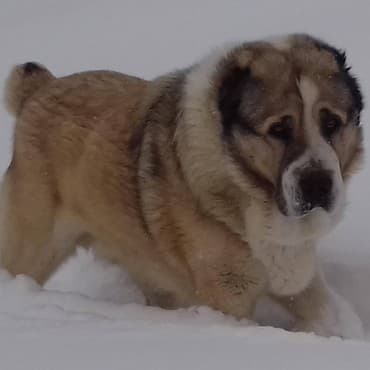 Akvariumlar: Алабай (Alabay) Племенной питомник предлагает щенков среднеазиатской — 4