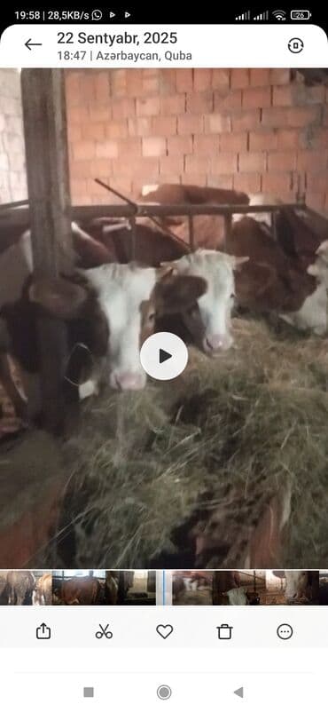 simental: Dişi, Simental, il: 1, 330 kq, Damazlıq, Ünvandan götürmə — 3