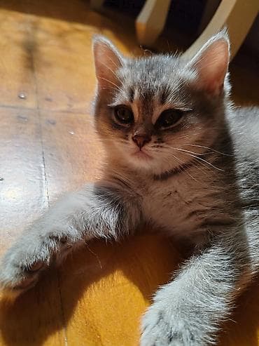 inek yemi: Britan, Dişi, Yaxşı əllərə, Ünvandan götürmə — 4