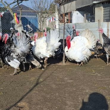 cuceye verilen adlar: Erkək, Amerika, Damazlıq, Ünvandan götürmə — 4