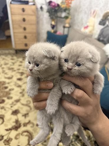 1 azn pişik: Şotland yastı qulaq, Yaxşı əllərə — 2