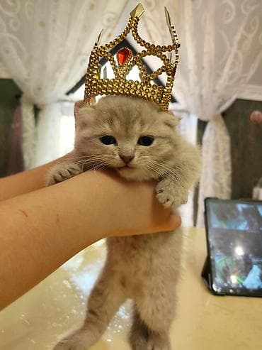 Pişiklər: Şotland yastı qulaq — 1