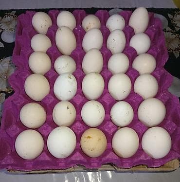 Yumurta: Salam.Mayali toyuq yumurtalarıdır. Cins toyuqların və kənd — 4