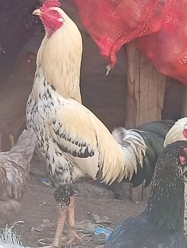 Inəklər, öküzlər: Satılır: heyratı xoruz - Cins tipi: Salam heyratı xoruz, satılır — 2