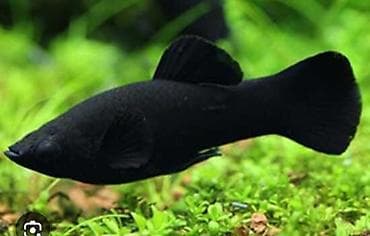 Животные: Моллинезия, Мирные — 5