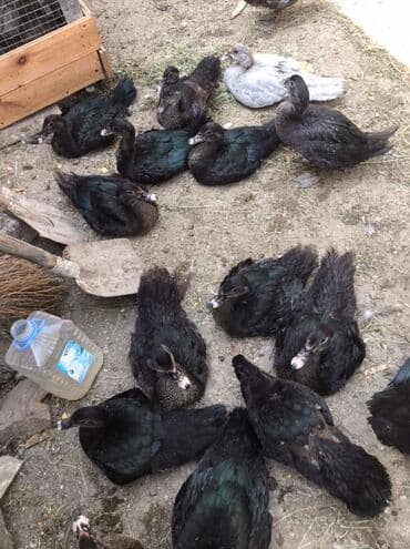 balasına süd verməyən qoyun nə adlanır: Zumrud Ördey bala lari. 4 ayliq Xüsusiyyətlər: - Rənglər: əsasən — 2