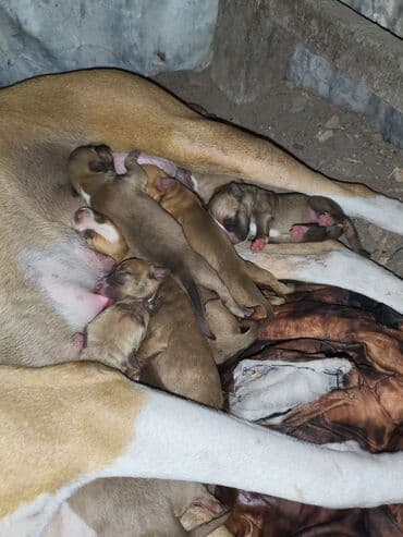 ayagi tuklu toyuqlar: Pitbul, 1 ay, Ünvandan götürmə, Rayonlara çatdırılma, Pulsuz çatdırılma — 14