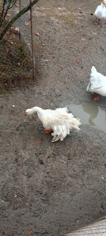 Hyundai: Saçaqlı qaz — 4