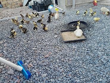 pekines bala: Lal ördək baları sağlamdır 20 günlükdür 40 dənədir — 3