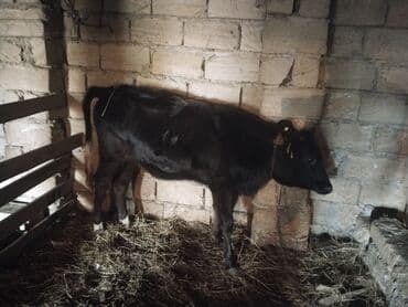 Akvariumlar: Qara rəngli dana satılır. - Növ: Mal-qara (dana) - Rəng: Tam qara — 2