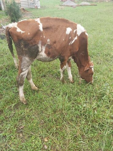 quzu satilir 2021: Dana, buzov, Dişi, ay: 8, 140 kq, Damazlıq, Ünvandan götürmə — 2