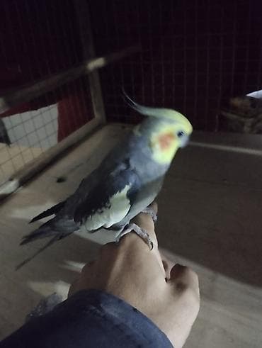 ababil quşu: Salam El quwuda var icinde 2 dene ikside erkekdi onlarin qiymeti — 9