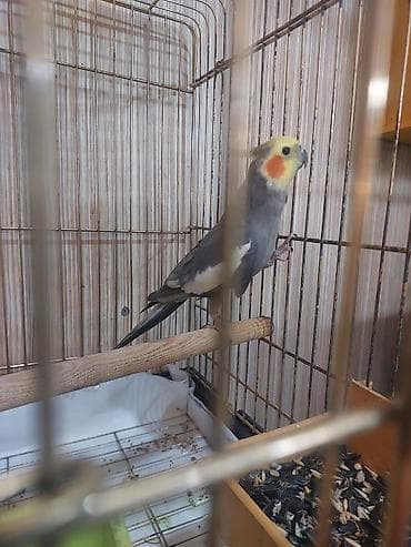 Другие птицы: Hazir erkey karela tam saglam aktiv qusdu tek oldugu ucun satilir — 4