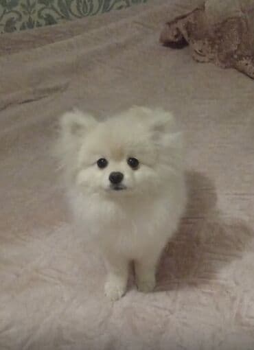alman iti satilir: Şpitz — 1