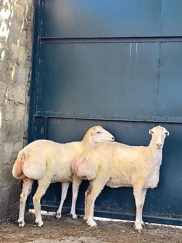 ev heyvanları: 2əd qaradolaq cinsli dişi qoyunlar.bir illiydilər.saglam heyvanlardır — 5