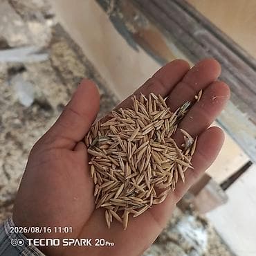 Bitkilər: Təbii yulaf toxumu - Növdə: Yulaf (Avena sativa) toxumu - Tətbiq — 1