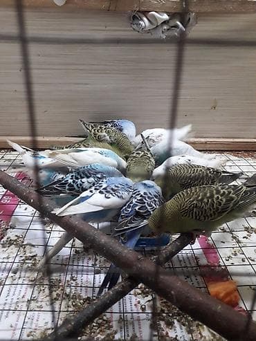 Другие животные: Tam saglam aktiv quşlardı 10azn fikri ciddi olanlar əlaqə saxlasın — 6