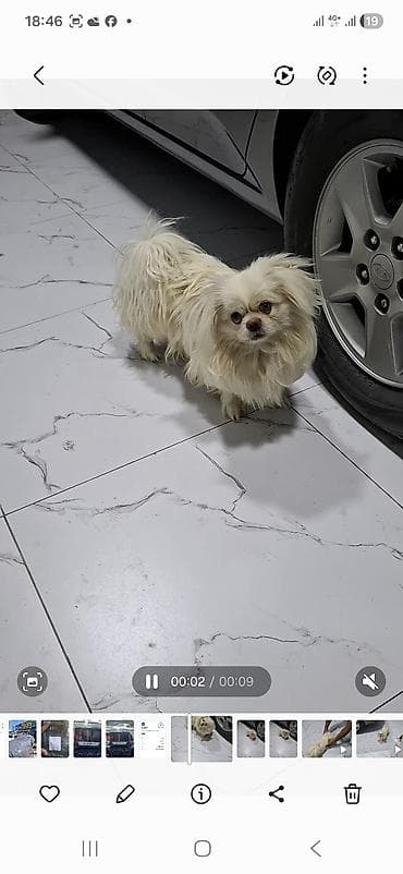 heyvanlar: Pekines, 8 ay, Erkek — 5