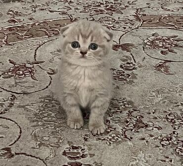 Daewoo: Шотладская вислоухая, Самка — 6