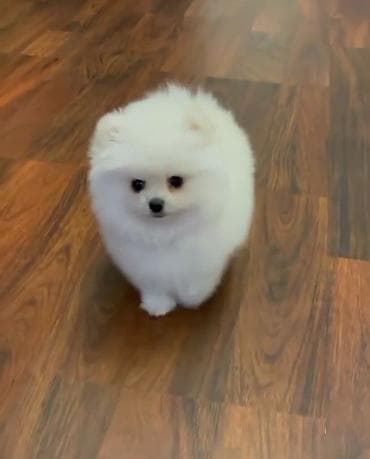 Şpitz, 2 ay, Erkek, Peyvəndli, Ünvandan götürmə, Ödənişli çatdırılma, Rayonlara çatdırılma