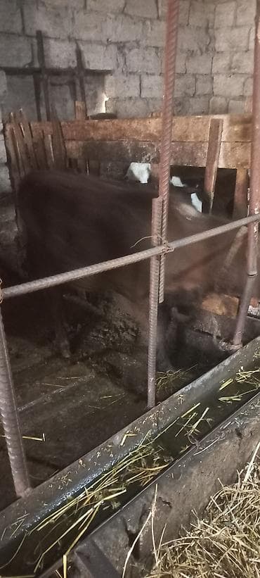 K/t heyvanları və malları: Satış üçün: Qoyun-quzu və buzovlar - Ana qoyun balası ilə birlikdə — 3