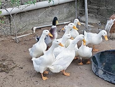 ağ ördək: Məhsul: ördəklər (yumurta və ətlik üçün uyğun sürü) Təsvir: - — 3
