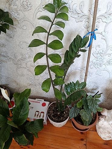 şanagullə bitkisi: Zamioculcas (ZZ bitkisi) – dekorativ ev bitkisi - Boy: təxminən 70–90 — 3
