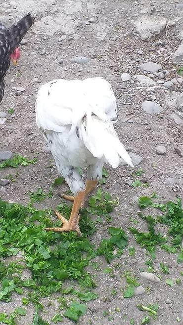 beçə: Toyuq, Damazlıq, Ödənişli çatdırılma — 4