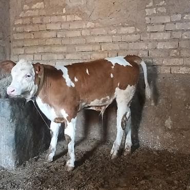 Keçilər, çəpişlər: Simental tipli erkək buzov - Rəng: qırmızı-ağ alaca - Cinsiyyət — 2