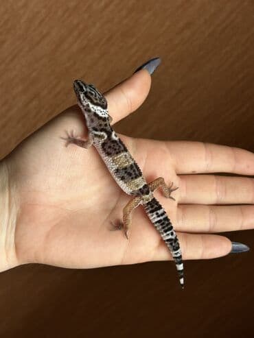 Toyota: 2 dişi qiymet 1ne aiddir . Cüt endirimli olacaq Növ: Leopard gekko — 6