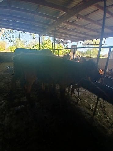 hind quşu cucesi: Salam aleykum əvvəla 2 dənə dişi 4 dənə erkək danadı istiyən olsa — 10