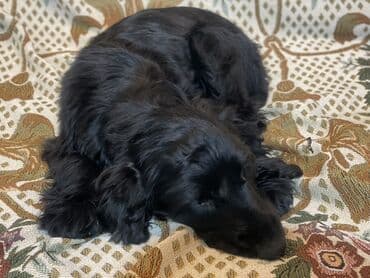 kullu xoruz heyratı: Koker spaniyel, 2 ay, Dişi, Peyvəndli, Ünvandan götürmə, Ödənişli çatdırılma — 1