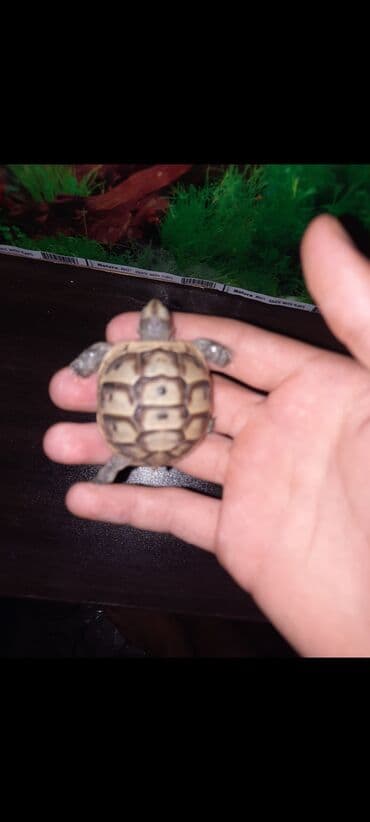 Quru tisbağasi - Qabıq naxışı: açıq-bej əsas üzərində tünd qəhvəyi lalafo.az -da Quru tisbağasi - Qabıq naxışı: açıq-bej əsas üzərində tünd qəhvəyi