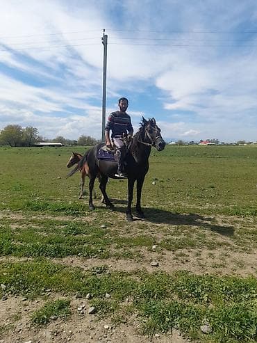 cins piwikler: Maraqlı at ana-buzağı tandemi - Qara rəngli madyan və yanında taya — 5