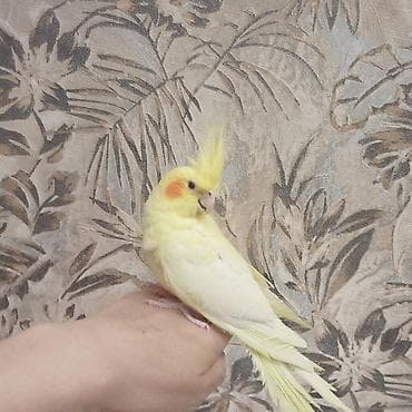 bulbul quşu: Növ: Nimfa kakadu (cockatiel) Rəng: Lutinо (tam açıq-sarı bədən — 2