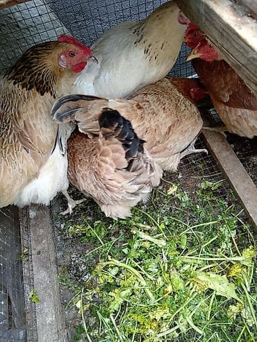 toyuq qəfəsi: Toyuq, Yumurtalıq — 9