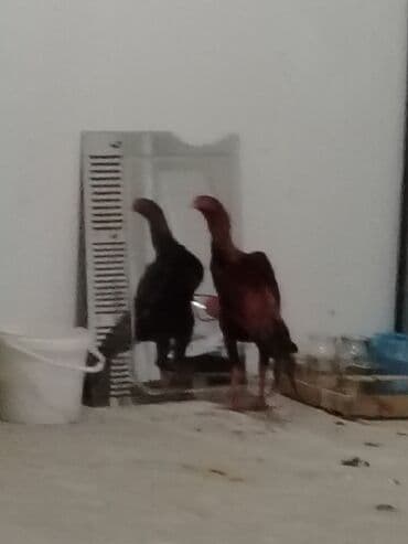 Tavalar: Heyrati beçe yaxşı heyvan isdiyen buyur sun Xüsusiyyətlər: - Rəng — 3