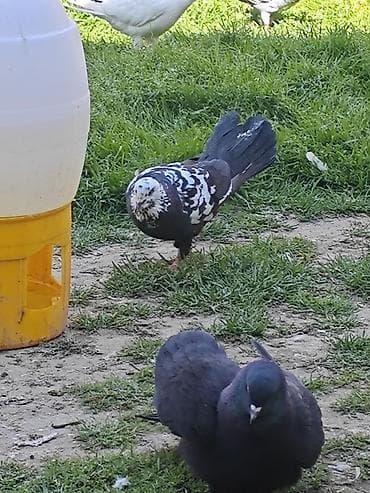 Ev göyərçinləri – müxtəlif rənglərdə - Növ: ev göyərçini (şəhər/bağ