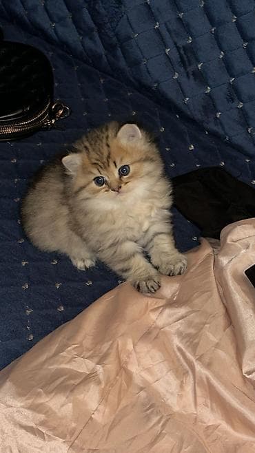 pisik cantalari: Erkək, Dişi, Yaxşı əllərə, Ünvandan götürmə, Ödənişli çatdırılma — 6