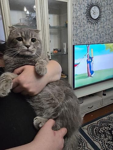 it satisi 2021: Şotland, Erkək, Yaxşı əllərə, Ünvandan götürmə, Ödənişli çatdırılma — 2