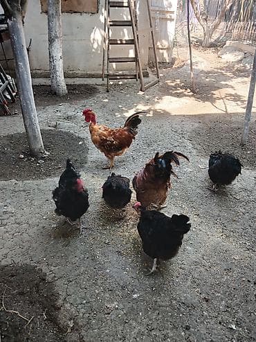 dekarativ quslar: Yumurtlayan toyuqlar, xoruzlar, çolpalar, 1 aylıq cücələrdə var — 7