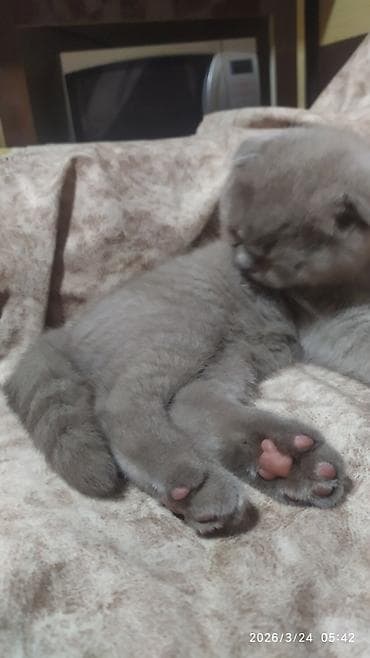 pişik daşıma: Britan, Dişi — 3