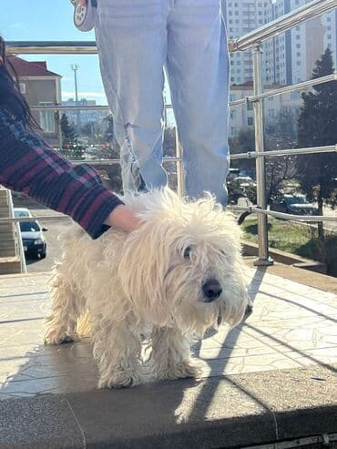 Pudel, 1 il, Erkek, Peyvəndli