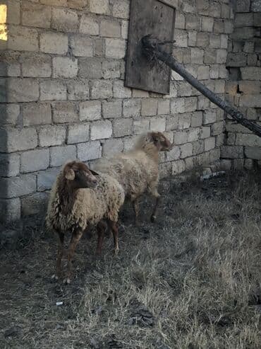 2 ədəd ana qoyun 3 aydı qoça gəlib vatsap aktivdi lalafo.az -da 2 ədəd ana qoyun 3 aydı qoça gəlib vatsap aktivdi