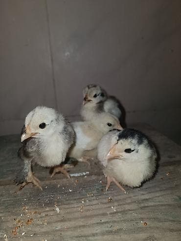 Heyvanlar üçün mallar: Toyuq cücələri, Damazlıq — 3