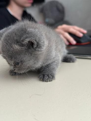 pisik almaq: Şotland yastı qulaq — 3