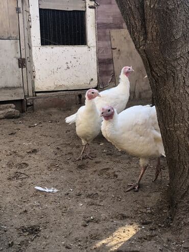 Digər heyvanlar: Dişi, Damazlıq, Ünvandan götürmə — 9