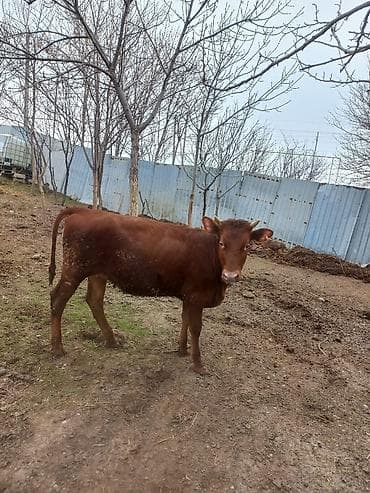 Crasnadar Crasni Step Salam Aleykum Qardaslar real alicilar narahat