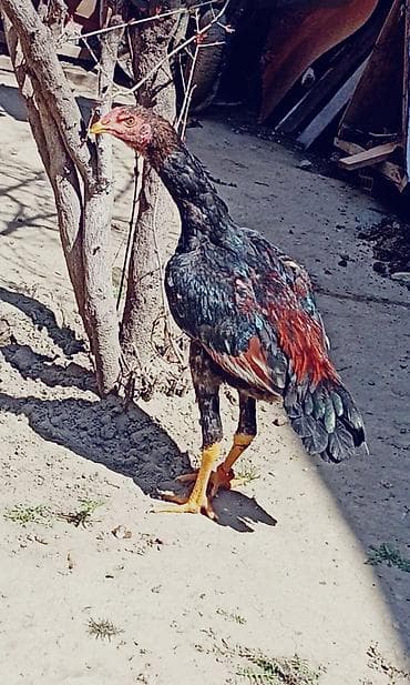 şabo xoruz: Salam şəkil diqqət ücndü 4 ədəd ördək balası satlır parterdə olar — 1