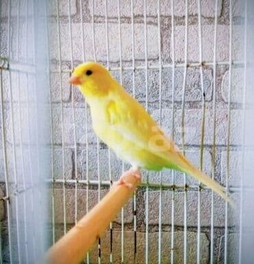 Gəmiricilər: Erkək bülbül — 1